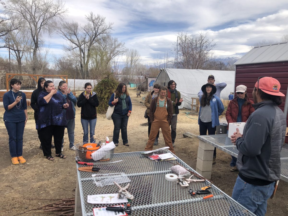 Fruit Tree Grafting Owens Valley Indian Water Commission