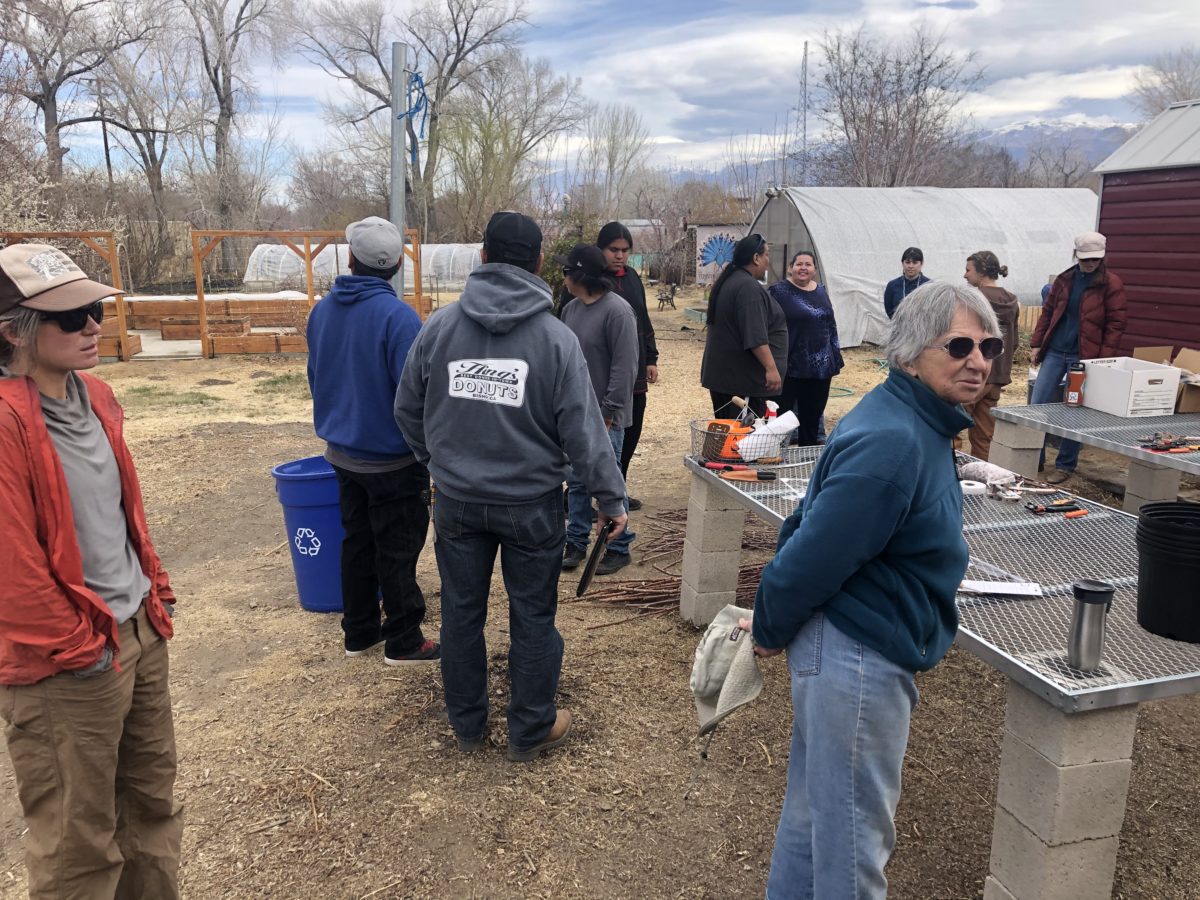 Fruit Tree Grafting Owens Valley Indian Water Commission