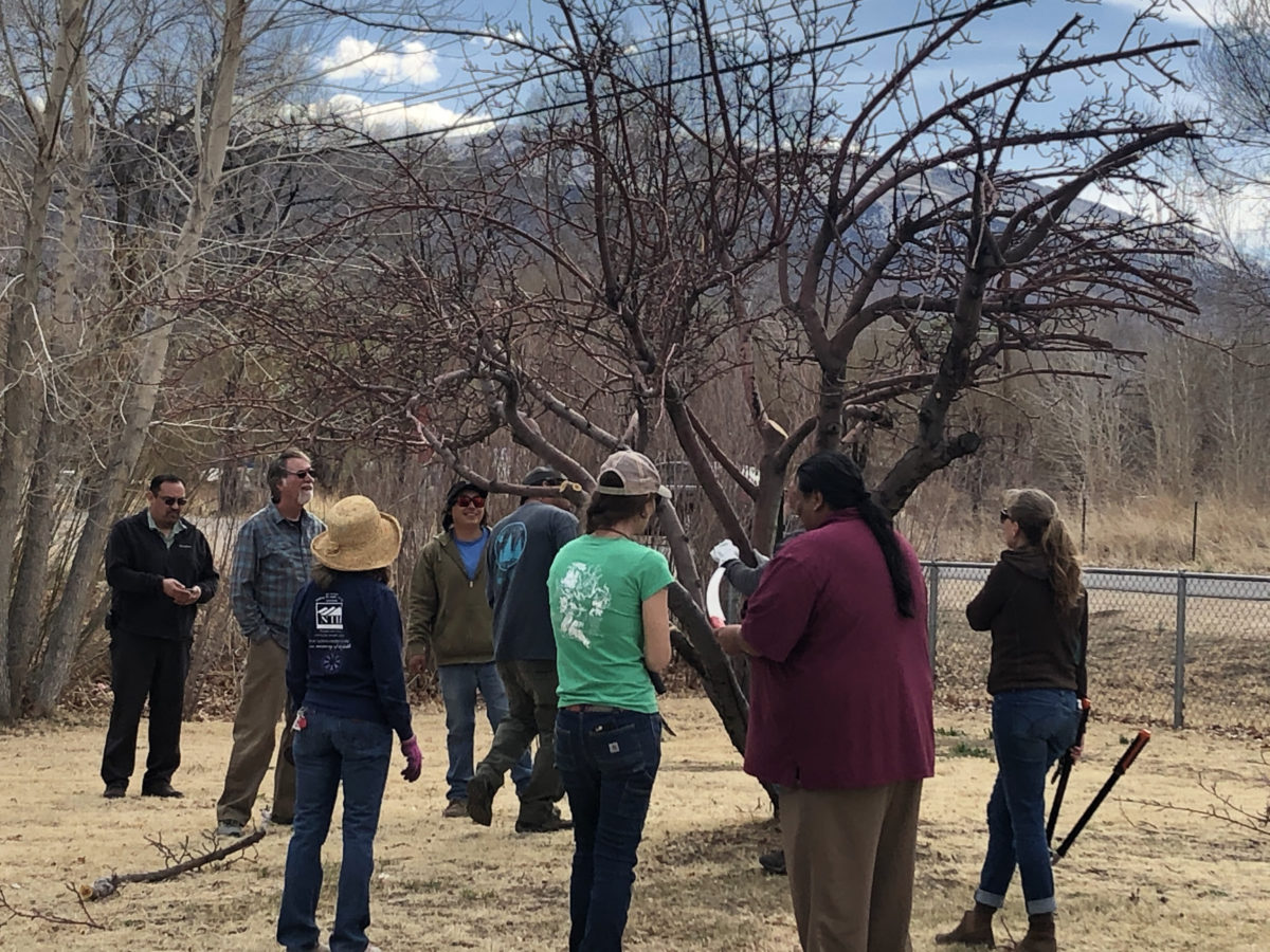 Fruit Tree Grafting Owens Valley Indian Water Commission
