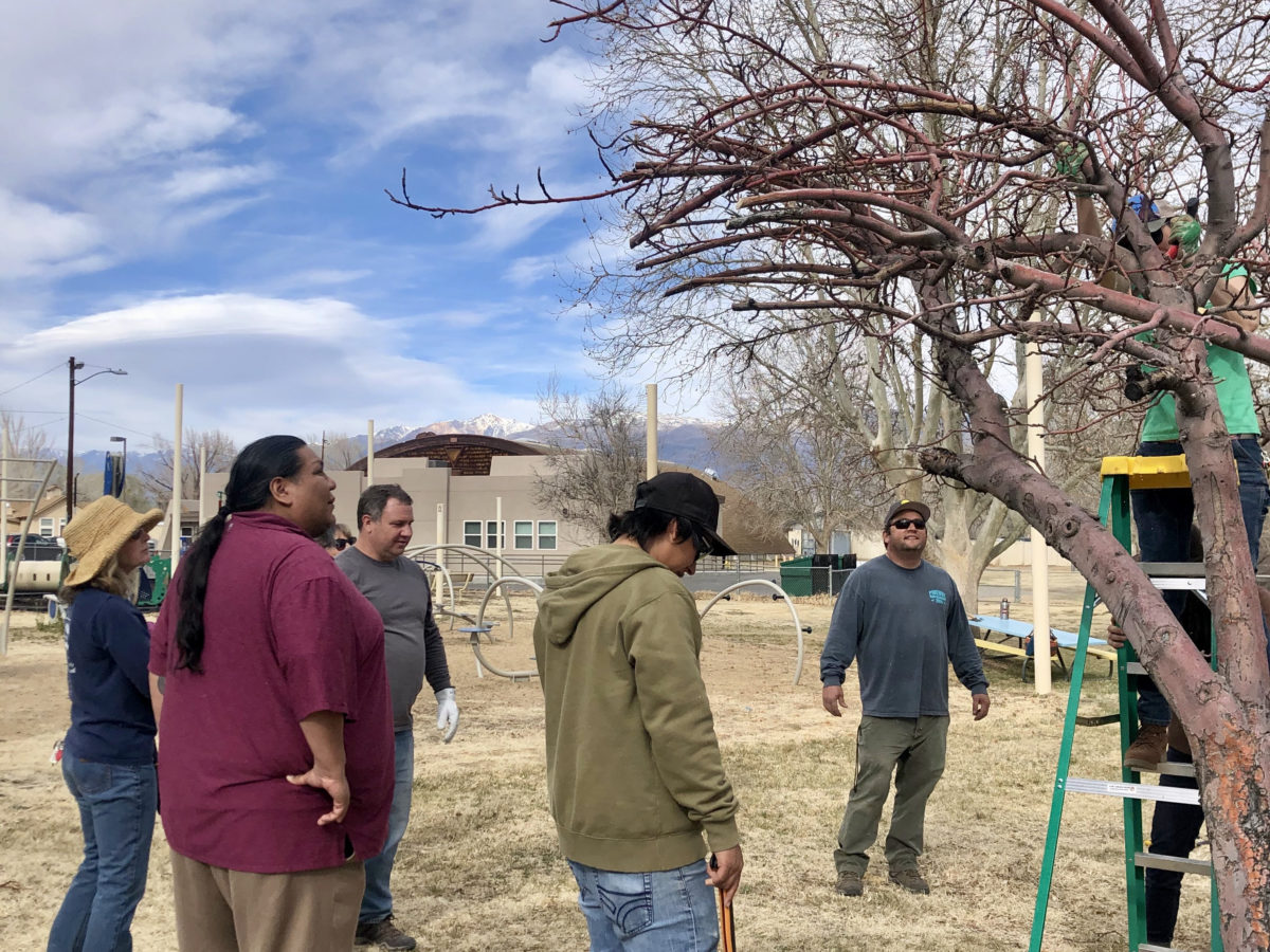 Fruit Tree Grafting Owens Valley Indian Water Commission